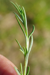 Scleranthus perennis