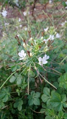 Cleome gynandra