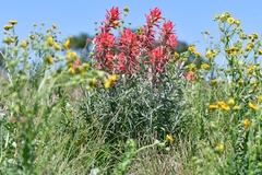 Castilleja lanata