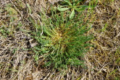 Scleranthus perennis