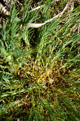 Scleranthus perennis