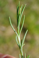 Scleranthus perennis