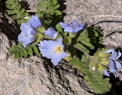 Polemonium pulcherrimum delicatum