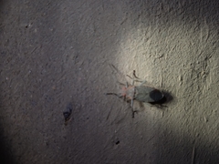 Jadera parapectoralis