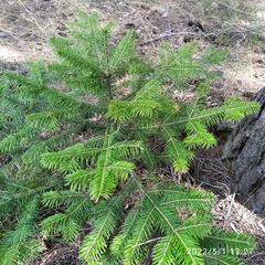 Abies sibirica
