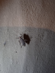 Jadera parapectoralis