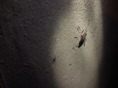 Jadera parapectoralis