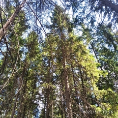 Picea obovata