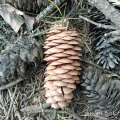 Picea obovata