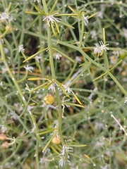 Asparagus umbellatus