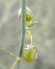 Asparagus umbellatus