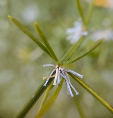 Asparagus umbellatus