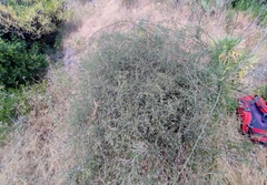 Asparagus umbellatus