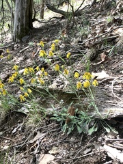 Packera antennariifolia