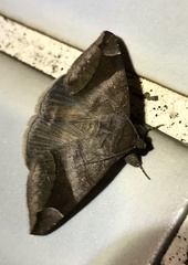 Bastilla amygdalis