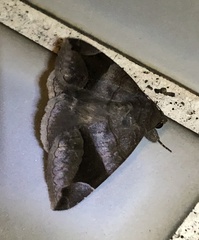 Bastilla amygdalis