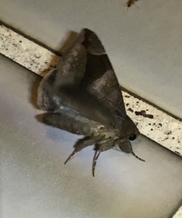 Bastilla amygdalis