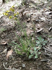 Packera antennariifolia