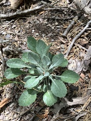 Packera antennariifolia