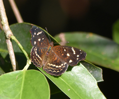 Anthanassa atronia