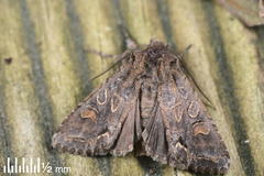 Ichneutica insignis