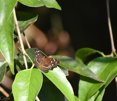 Anthanassa atronia