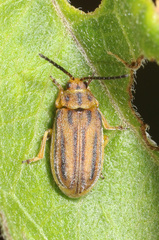 Ophraella notata