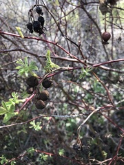 Diplolepis variabilis