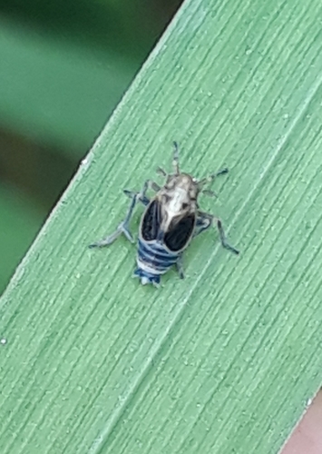 Struebingianella lugubrina