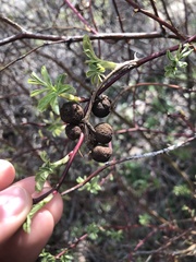 Diplolepis variabilis