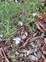 Lithotoma anethifolia