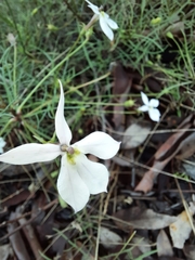 Lithotoma anethifolia