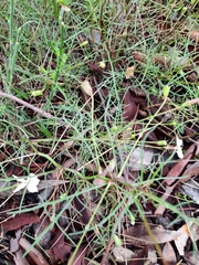 Lithotoma anethifolia