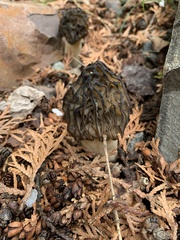 Morchella populiphila