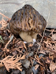 Morchella populiphila