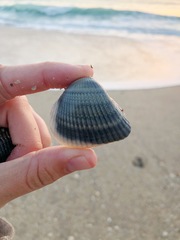 Anadara brasiliana