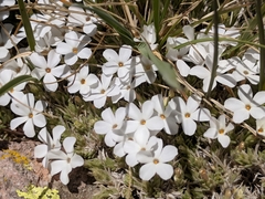 Phlox pulvinata