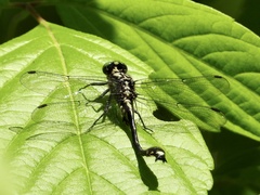 Gomphurus ventricosus