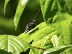 Gomphurus ventricosus