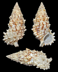 Cerithium echinatum