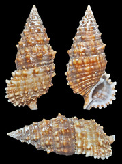 Cerithium echinatum