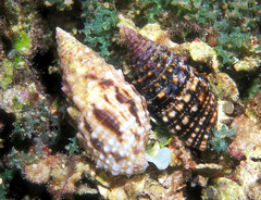 Cerithium echinatum