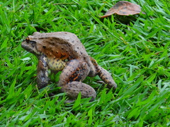 Leptodactylus labyrinthicus