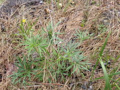 Delphinium treleasei