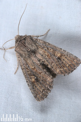 Ichneutica sollennis