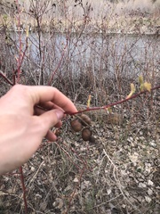 Diplolepis variabilis