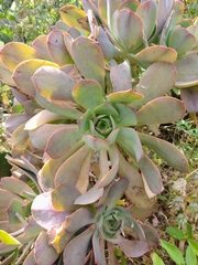 Aeonium davidbramwellii