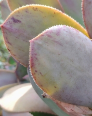 Aeonium davidbramwellii