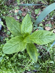 Pokeweed mosaic virus