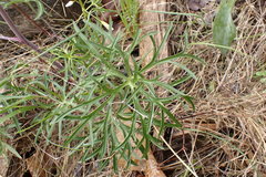 Delphinium treleasei